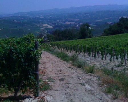 Barolo