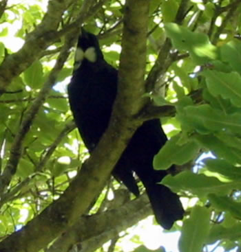 Karori